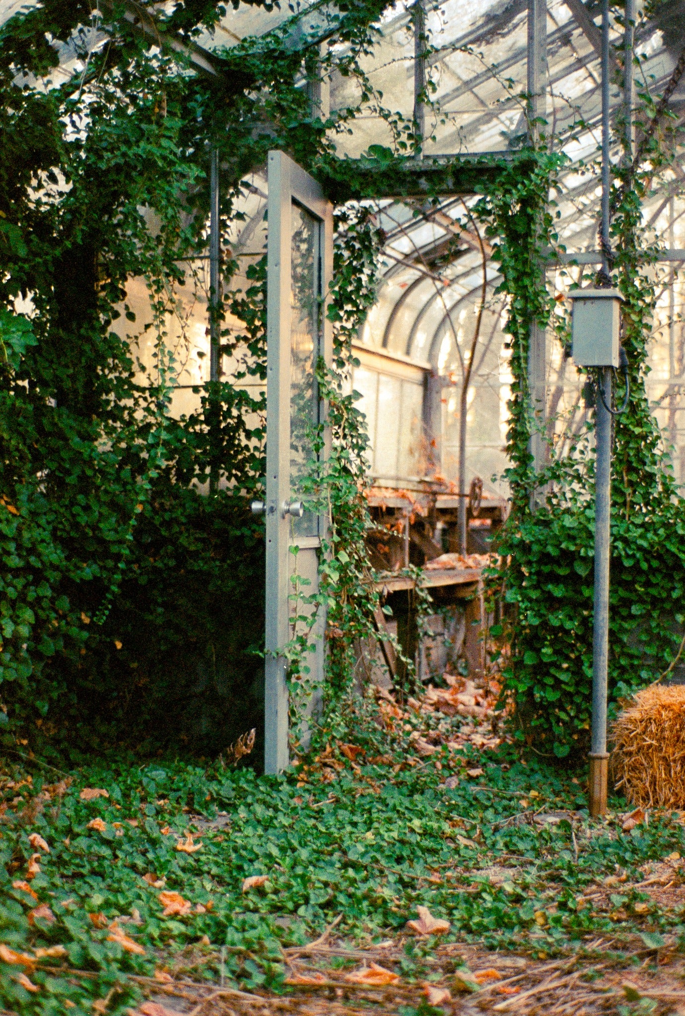 Evening In The Greenhouse