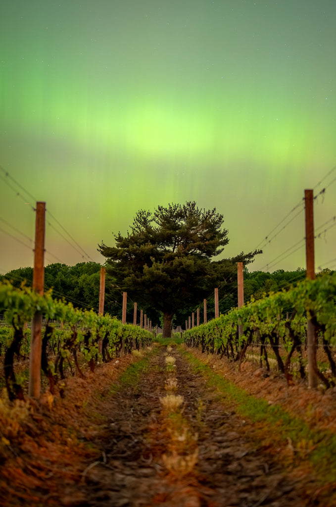 Aurora Over the Vineyard