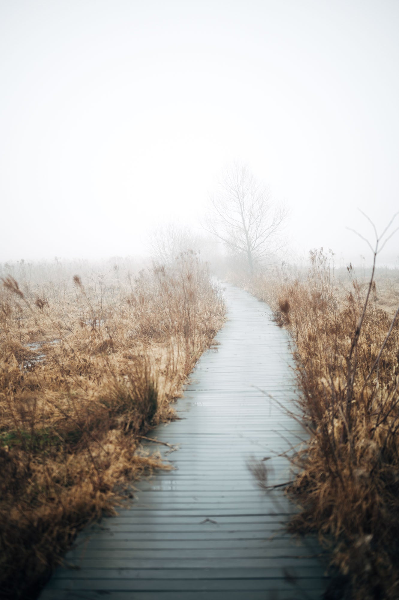 Morning in the Marsh