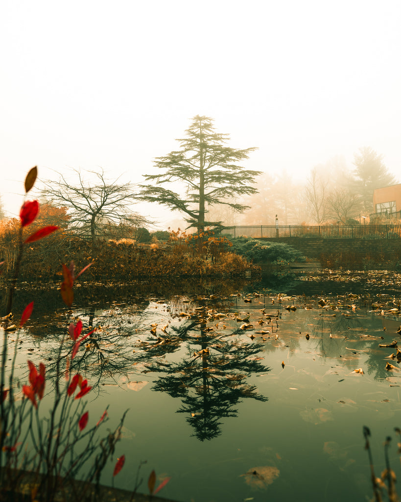 Morning in the Garden