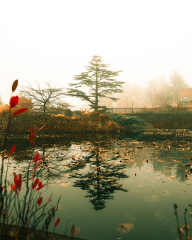 Morning in the Garden