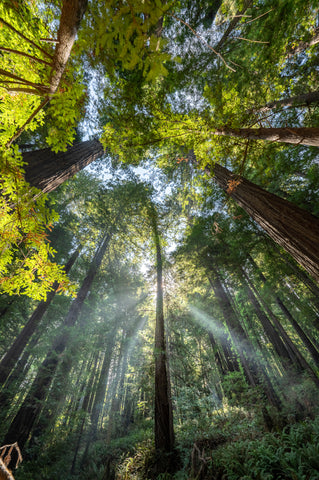 Redwood Beams