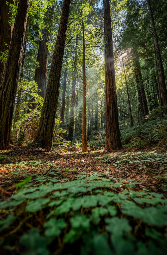 Redwood Beams II