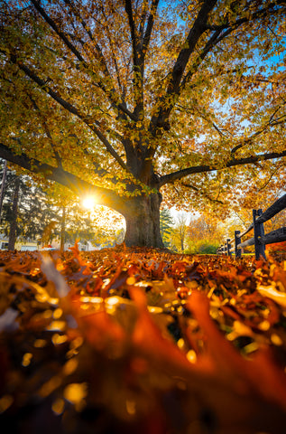 Autumn Light