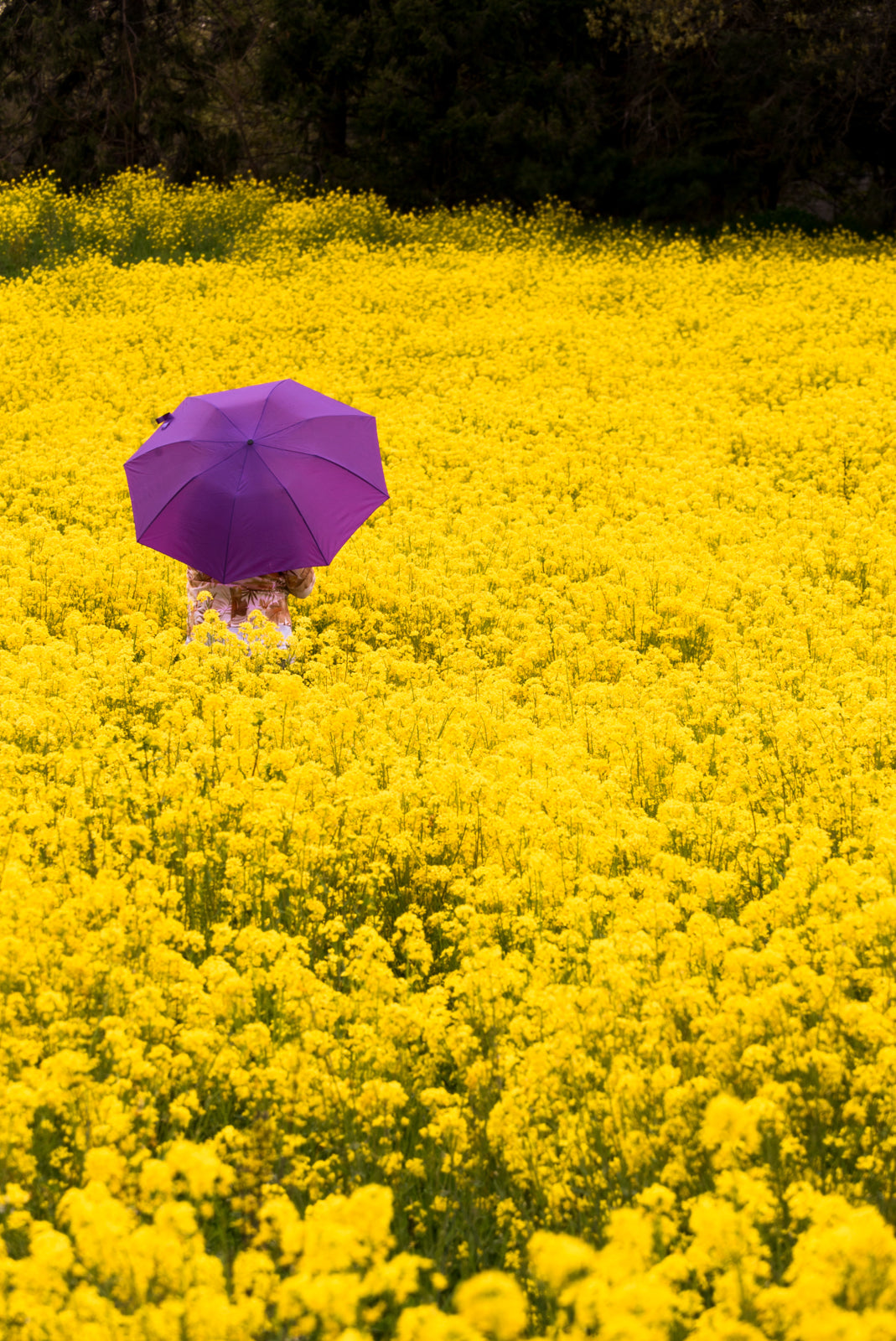 Field Full of Yellow